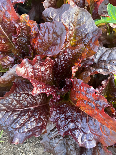 Red lettuce