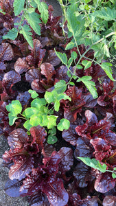 Red lettuce