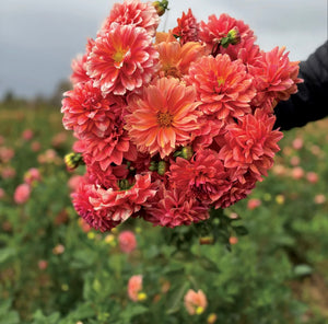 Connecticut Coral