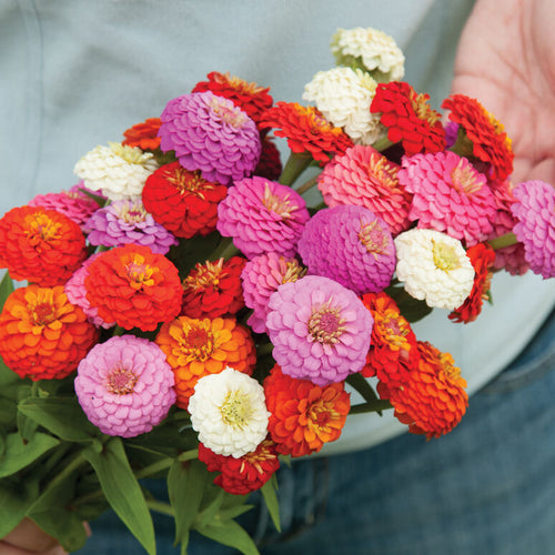 Rainbow Zinnia