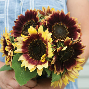 Florence Sunflower