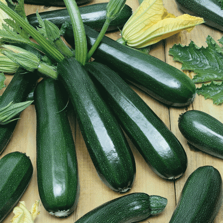 Black beauty zucchini