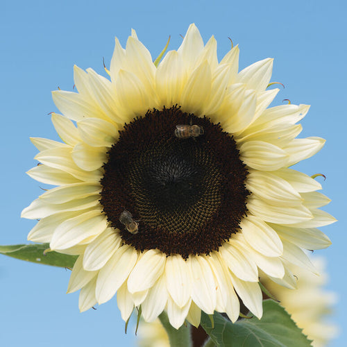 White Nite Sunflower