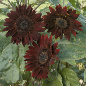 Chocolate Sunflower